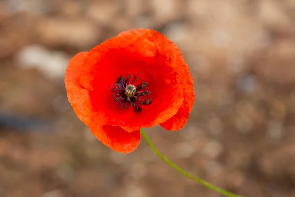 Vad Mákvirág Virág Élénk Piros Narancs Színű Közelkép — Stock Fotó