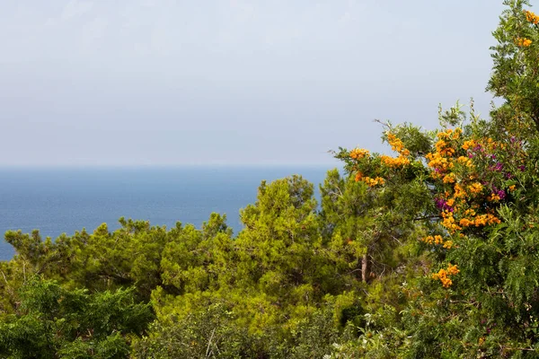 Árvores Coloridas Flores Costa Mediterrânea Turquia Alanya Paisagem Marinha Névoa — Fotografia de Stock