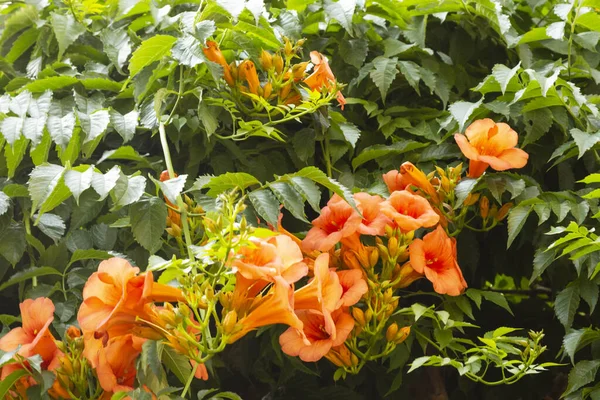 Gros Plan Grandes Fleurs Rose Saumon Forme Tube Orange Une — Photo