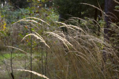 Kurutulmuş yaban havucu çiçekleri Daucus carota ile kurutulmuş çimen ve dikenli bej yakın çekim