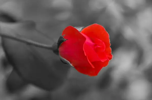 Rose rouge fleur sur papier noir et blanc texture — Photo
