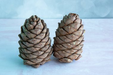 Cevizlerle kaplı bir sedir yığını. Sibirya çam kozalağı. Masanın üzerinde kahverengi büyük çam kozalağı