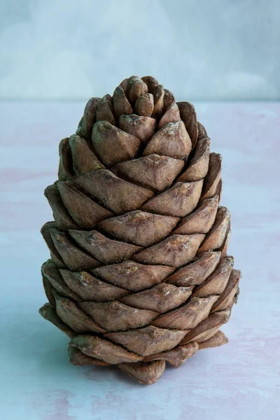 Lump Cedar Covered Nuts Siberian Pine Cone Brown Big Pine — Stock Photo, Image