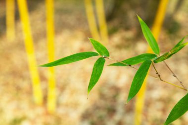 Asya Bambu Ormanı, doğal arka plan, yapraklı bambu dalı, bahar.
