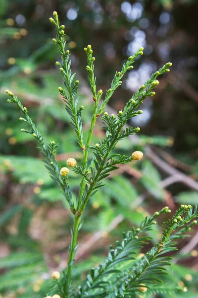 Green Fir Tree Branch Natural Forest Background Branch Coniferous Tree — Stock Photo, Image