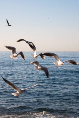 Martılar şafakta denizin üzerinde uçar. Deniz ve gökyüzünün arka planında beyaz kuşlar. Özgürlük kavramı