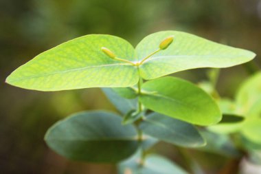 Makro okaliptüs gunnii, yaygın olarak elma sakızı olarak bilinir..