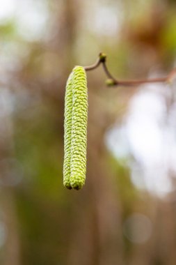 Yaygın fındık çiçekleri, Corylus avellana, yeni bir hayata başlama kavramı, ilkbahar başlangıcı.