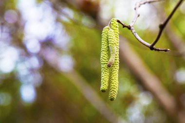 Yaygın fındık çiçekleri, Corylus avellana, yeni bir hayata başlama kavramı, ilkbahar başlangıcı.