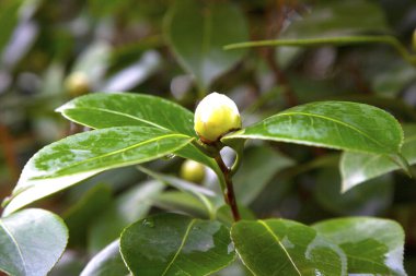 Beyaz kamelya Angela Cocchi yeşil yapraklı kamelya japonica. Güzel beyaz kamelya çiçeğinin manzarası Yağmurdan sonra tomurcuklar beyazlaşır