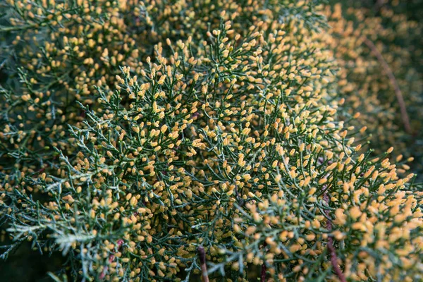 Grön Chamaecyparis Lawsoniana Bakgrund Cypress Grenar Närbild Tidig Vår — Stockfoto