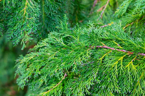 チャメチャパリローソニアナの緑ヒノキの枝が閉まり早春 — ストック写真