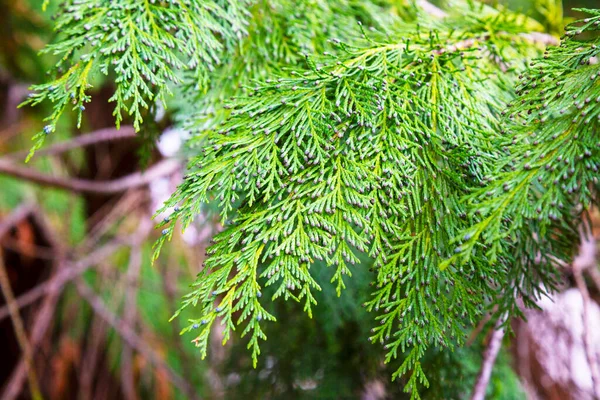 Groen Van Chamaecyparis Lawsoniana Achtergrond Cipressen Takken Close Vroege Lente — Stockfoto