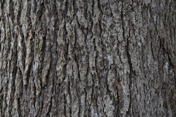 Textura Árvore Casca Tronco Cedro Atlântico Fundo Madeira Natural Cor — Fotografia de Stock