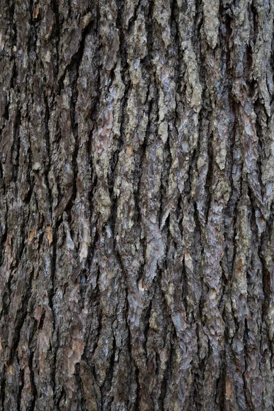 Textura Árvore Casca Tronco Cedro Atlântico Fundo Madeira Natural Cor — Fotografia de Stock