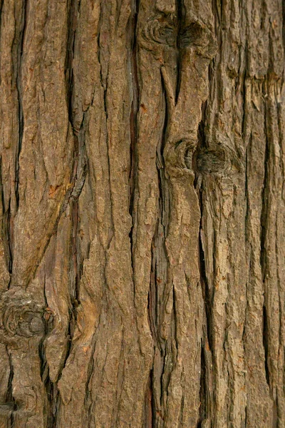 Cypress Barks Koffert Naturlig Trästruktur Brun Trä Bakgrund Chamaecyparis Lawsoniana — Stockfoto