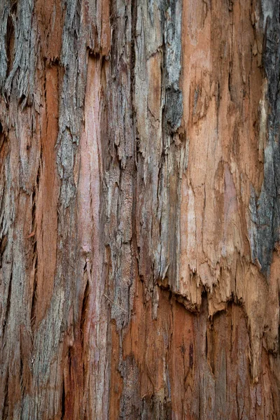 Gammal Trä Sprucken Konsistens Stammen Trädet Naturligt Trä Bakgrund Bark — Stockfoto