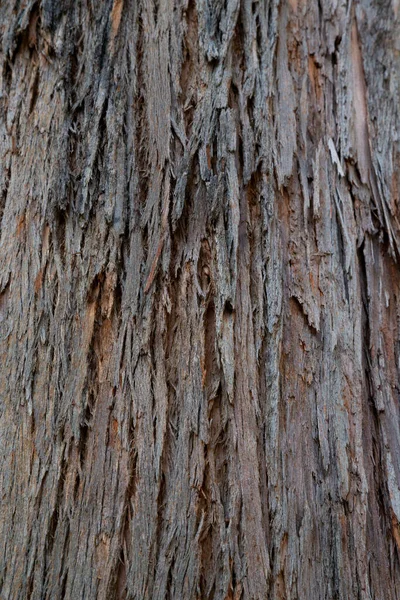 Textura Rachada Madeira Velha Tronco Árvore Fundo Madeira Natural Casca — Fotografia de Stock