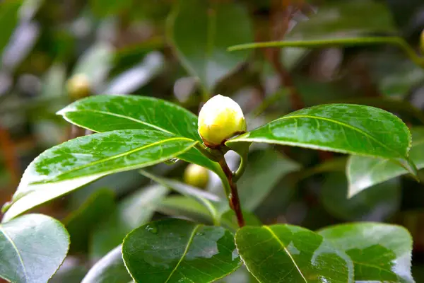 Egy Fehér Camellia Angela Cocchi Camellia Japonica Zöld Levelekkel Kilátás — Stock Fotó