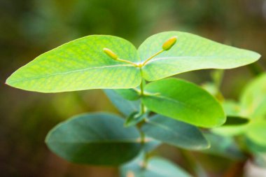 Makro okaliptüs gunnii, yaygın olarak elma sakızı olarak bilinir..
