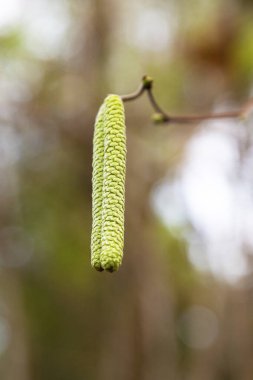 Yaygın fındık çiçekleri, Corylus avellana, yeni bir hayata başlama kavramı, ilkbahar başlangıcı.