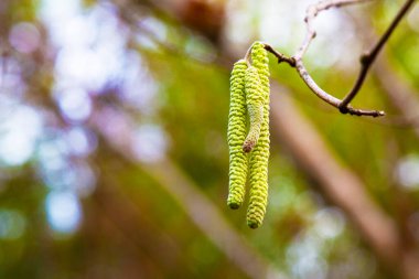 Yaygın fındık çiçekleri, Corylus avellana, yeni bir hayata başlama kavramı, ilkbahar başlangıcı.