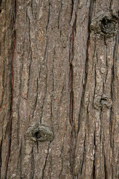 Trunk Cypress Bark Natuurlijke Houttextuur Bruine Houtondergrond Chamaecyparis Lawsoniana — Stockfoto