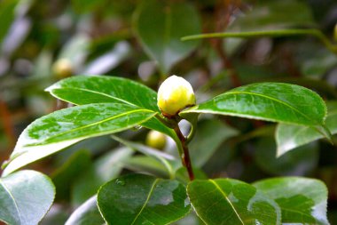 Beyaz kamelya Angela Cocchi yeşil yapraklı kamelya japonica. Güzel beyaz kamelya çiçeğinin manzarası Yağmurdan sonra tomurcuklar beyazlaşır