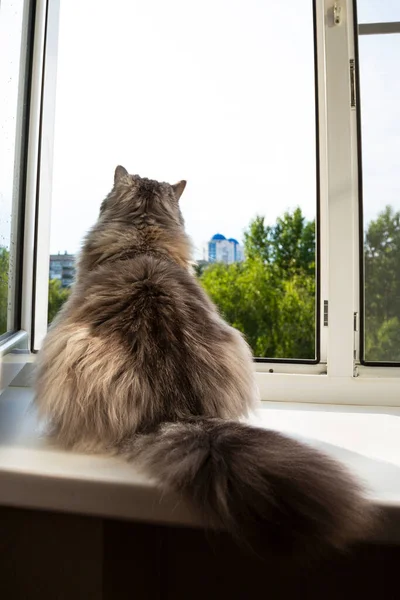 Puszysty Kot Patrzy Przez Okno Miasto Koncepcją Jest Izolacja Samotność — Zdjęcie stockowe