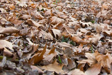 Ormandaki ağaçlardan düşen yapraklar Sonbaharın başlangıcında düşen akçaağaç yaprakları, Sonbaharın sonlarında parkta