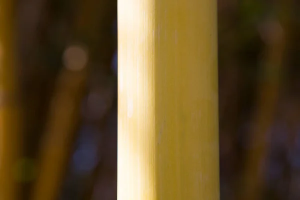 Skönheten Den Gyllene Bambu Med Gyllene Stjälkar Och Gröna Blad — Stockfoto