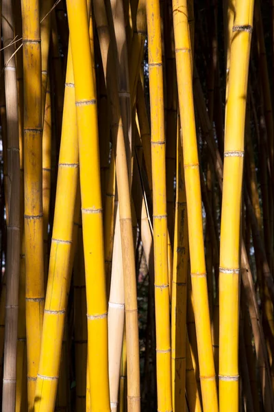 Краса Золотого Бамбука Золотими Стеблами Зеленим Листям Популярний Прикраси Саду — стокове фото