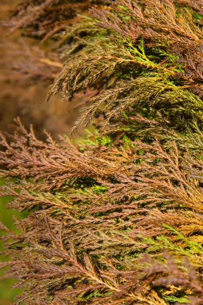 Prachtige Groene Kerstbladeren Van Thuja Bomen Met Zacht Zonlicht Thuja — Stockfoto