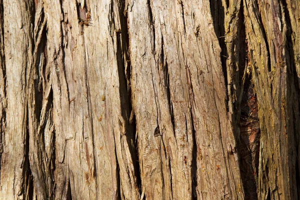 Padrão de fundo de textura de árvore de madeira velha, tronco de árvore — Fotografia de Stock