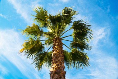 Mavi gökyüzüne karşı bir palmiye ağacı tacı. Tropikal ülkelerde tatil kavramı