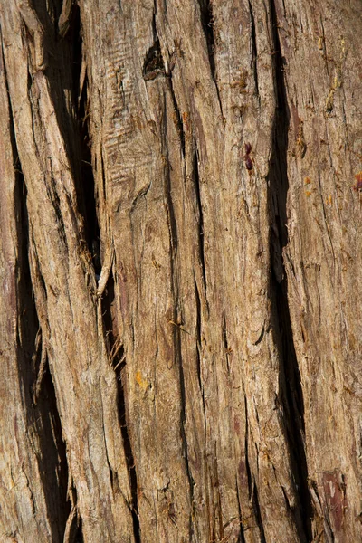 Old Wood Tree Texture Hintergrundmuster, Baumstamm — Stockfoto