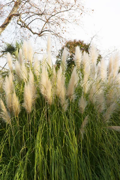 Cortaderia selloana, Pampas erba Grandi spighe morbide di colore bianco e argento-bianco contro il cielo — Foto Stock