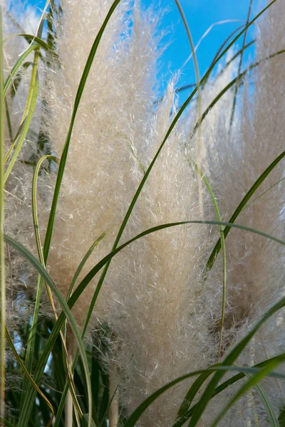 Cortaderia selloana, Pampas gras Grote pluizige aartjes van witte en zilver-witte kleur tegen de lucht — Stockfoto