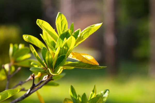 Azalea leaf, a sprig of an azalea bush, without flowers. Young light green foliage, early spring