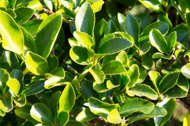 Fortune spindle Euonymus fortune, Çin, Kore, Filipinler ve Japonya dahil olmak üzere Doğu Asya 'ya özgü bir bitki türü..