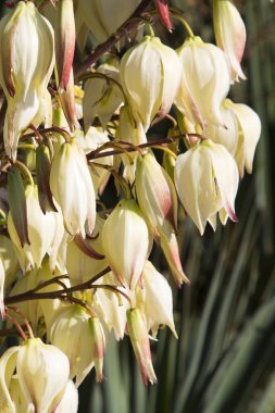 Ağaçta çiçek açan Yucca çiçekleri, Kapalı beyaz yukka filamentosa çalı çiçekleri, çiçek açan beyaz çiçekler iğne palmiyesi.