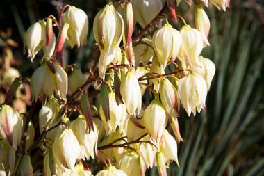 Ağaçta çiçek açan Yucca çiçekleri, Kapalı beyaz yukka filamentosa çalı çiçekleri, çiçek açan beyaz çiçekler iğne palmiyesi.