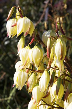 Ağaçta çiçek açan Yucca çiçekleri, Kapalı beyaz yukka filamentosa çalı çiçekleri, çiçek açan beyaz çiçekler iğne palmiyesi.