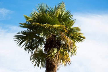 Mavi gökyüzüne karşı bir palmiye ağacı tacı. Tropikal ülkelerde tatil kavramı, deniz kenarında tatil