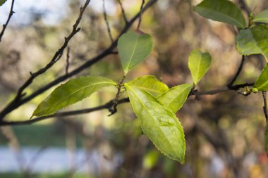 Bir dalda yeşil çay yaprakları, bulanık arkaplan. Çiftlikte taze çay yaprağı, ilkbaharın başlarında.
