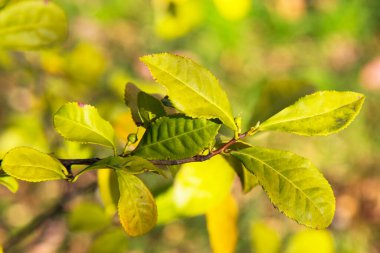 Bir dalda yeşil çay yaprakları, bulanık arkaplan. Çiftlikte taze çay yaprağı, ilkbaharın başlarında.