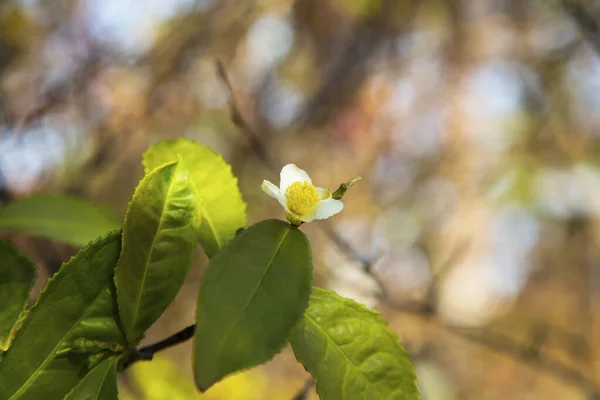 Tea leaf and white flower in tea plantation. Flower of tea on trunk. Beautiful and fresh white tea flower on a branch