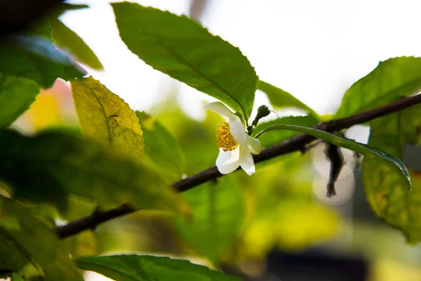 Tea leaf and white flower in tea plantation. Flower of tea on trunk. Beautiful and fresh white tea flower on a branch