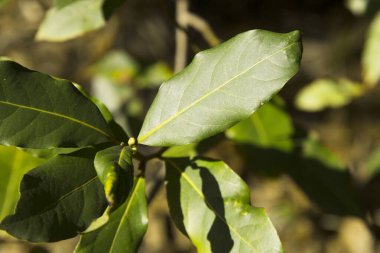 Doğada yetişen yeşil defne yaprağı, baharatla beslenen arka plan Laurel ağacının taze yaprakları, ilkbaharın başlarında