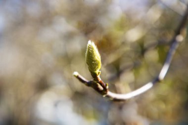 Bulanık arka planı olan manolya tomurcuğu, bahar başı, Şubat, Mart. Yeşil kabarık tomurcuk, tomurcuk ağaç dalında